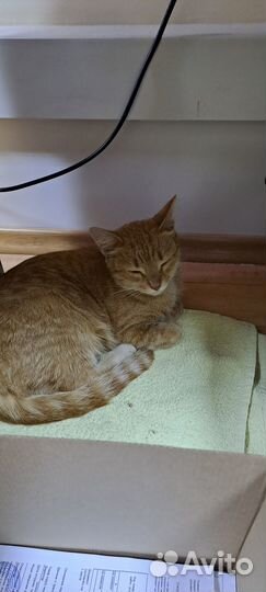 Найдена кошечка