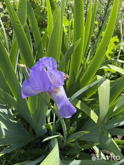 Ирис сортовой