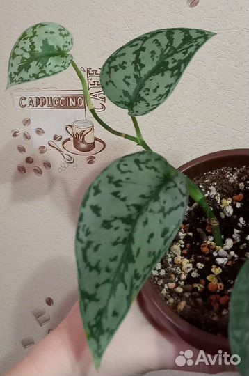 Эпипремнум