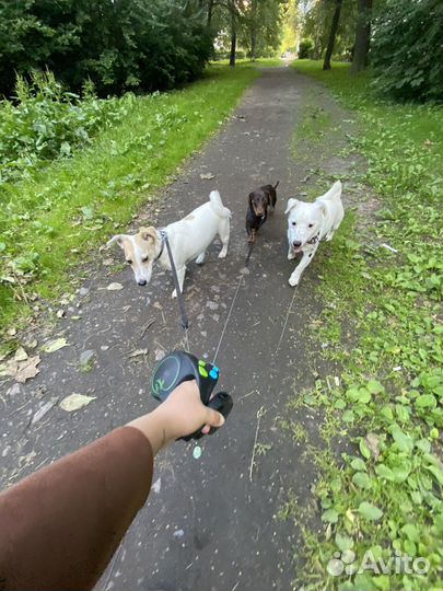 Передержка собак