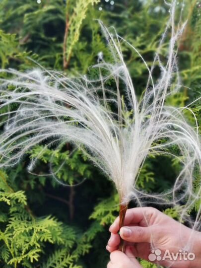 Стифа(волос ангела)