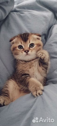 Шотландский вислоухий котёнок