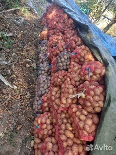 Оптом Картофель