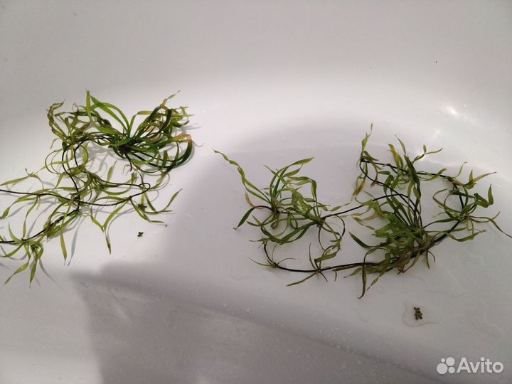 Аквариумные растения, растения в аквариум, улитки