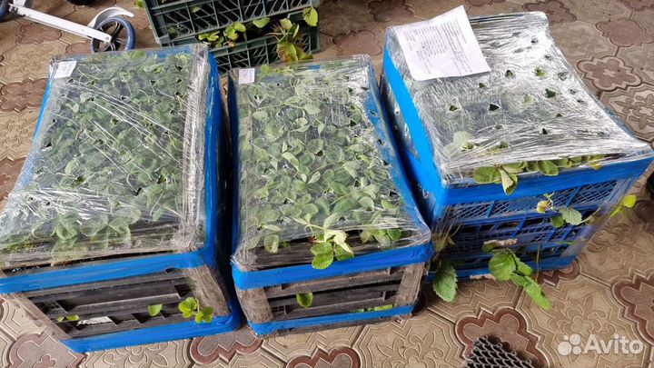 Кассетная рассада клубники