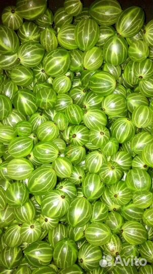 Крыжовник куст