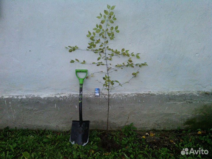 Кизил саженцы