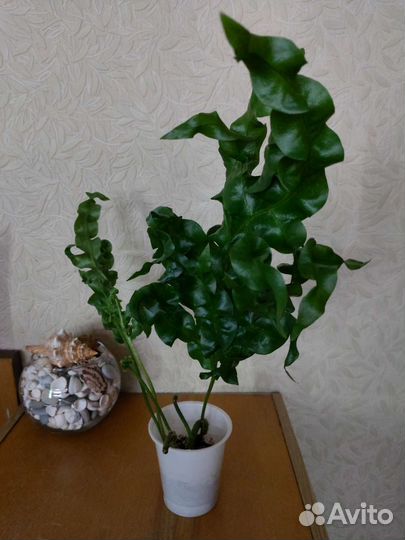 Комнатные растения цветы