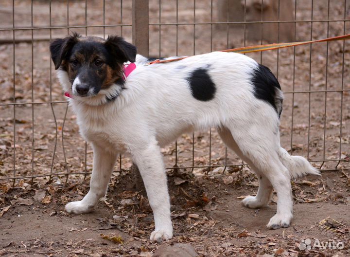 Помоги не задержаться в приюте