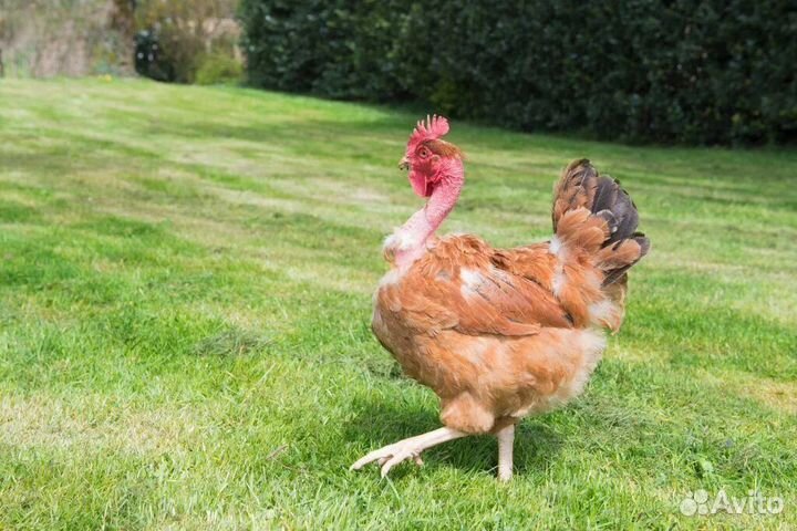 Цыплятки голошейки