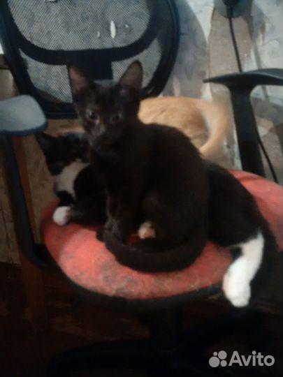 Отдам котят в добрые руки