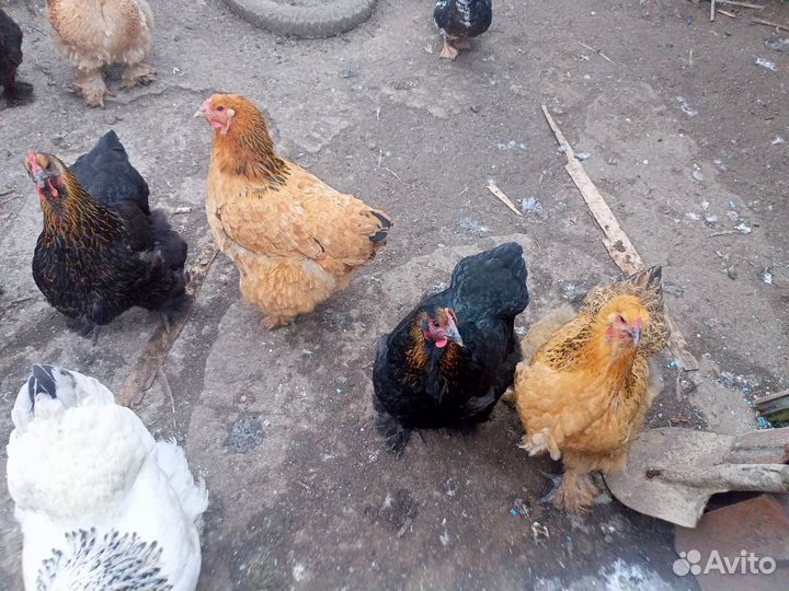 Продажа домашней птицы