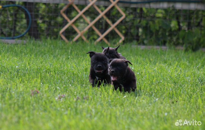 Щенки стаффордширского бультерьера