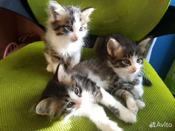 Отдам котят бесплатно, в хорошие руки