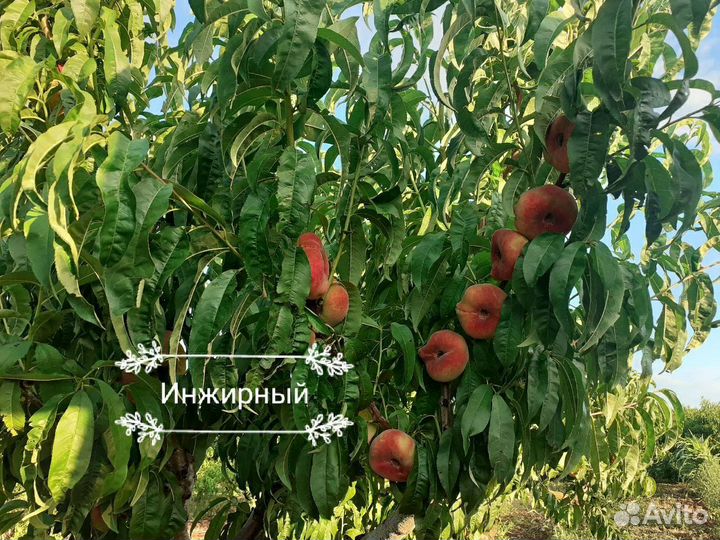 Саженцы персика элитные сорта