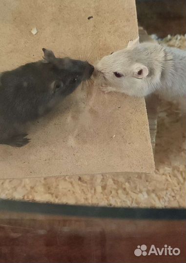 Передержка клеточных животных