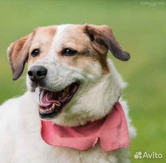 Замечательная собака в добрые руки