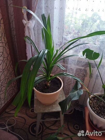 Продам цветы комнатные