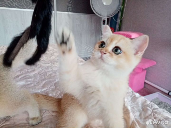 Котенок золотая шишилла