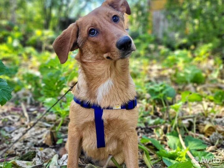 Красивая некрупная собака подросток