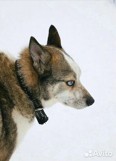 Собаки бесплатно в добрые руки