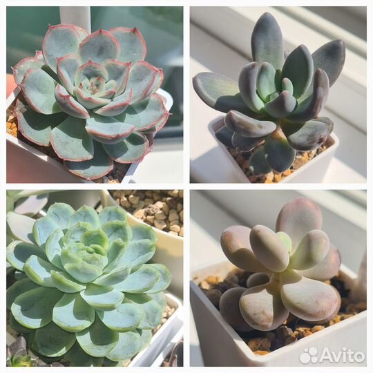 Детки суккулентов, эхеверии