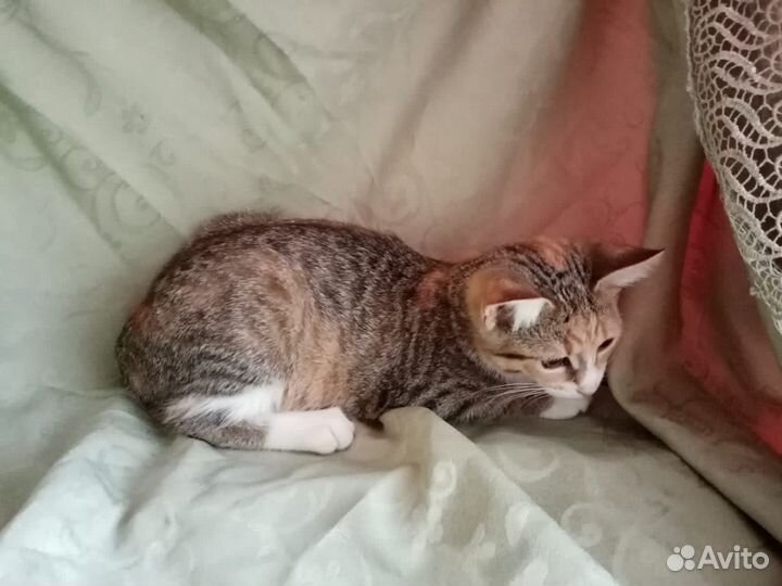 Трёхцветный котенок в добрые руки