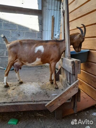 Козы ламанчи