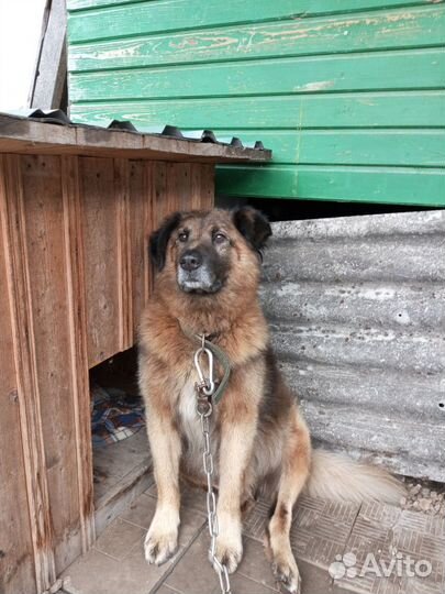 Буян ищет дом