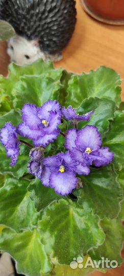 Фиалки (разные)