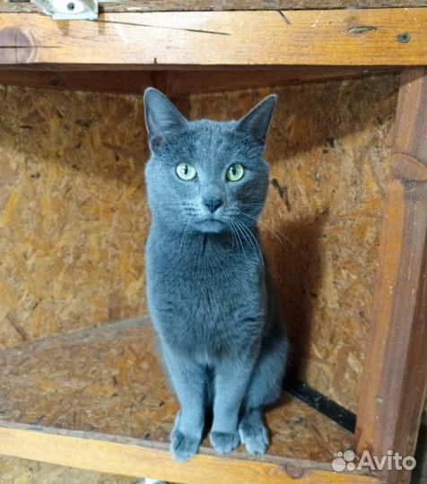 Кошки в добрые руки