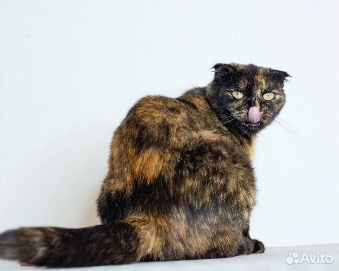 Кошечка Вишенка в добрые руки