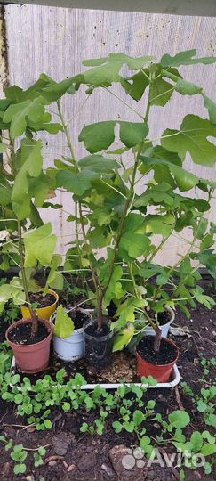 Саженцы инжира