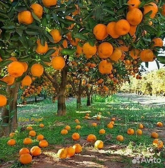 Экскурсия,тур в Абхазию