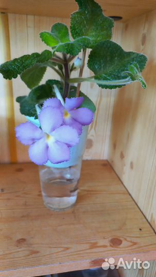 Эписции сортовые