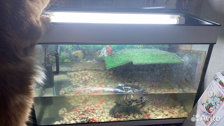 Красноухая черепаха с аквариумом