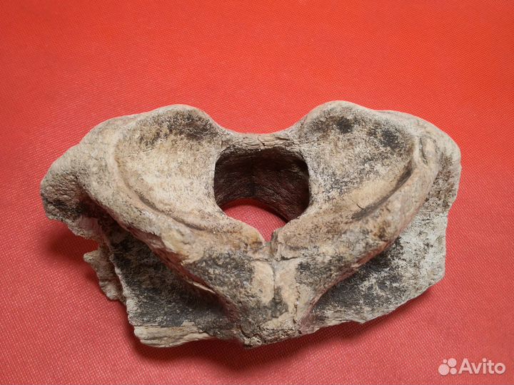 Позвонок плейстоценового животного