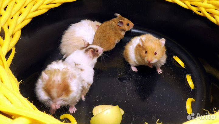 Атласные хомяки до 300 грамм + Туалет на 5+ видео