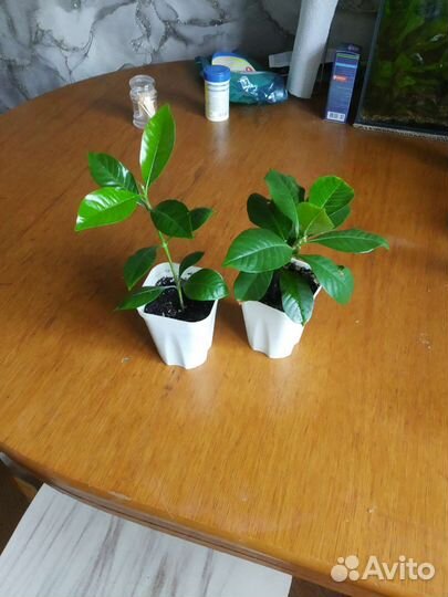 Гардения жасминовидная