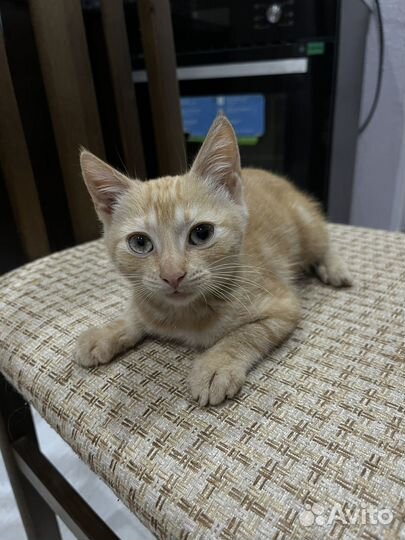 Котята в добрые руки бесплатно