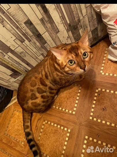 Бенгальские котята