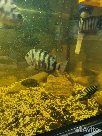 Цихлиды чернополосые разные
