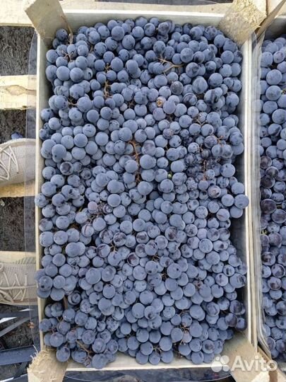 Виноград Изабелла Вкусный Доставка