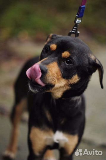 Милашка ищет дом