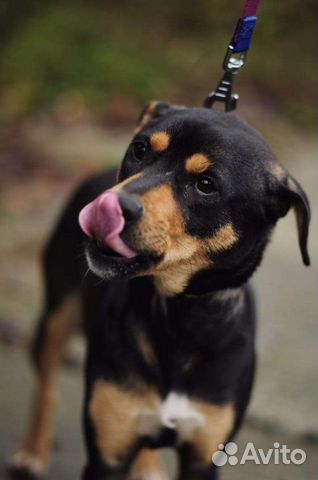 Милашка ищет дом