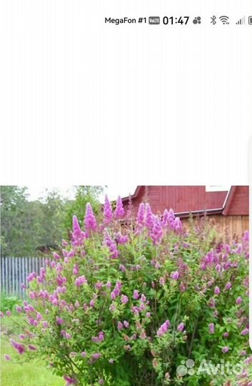 Спирея иволистная