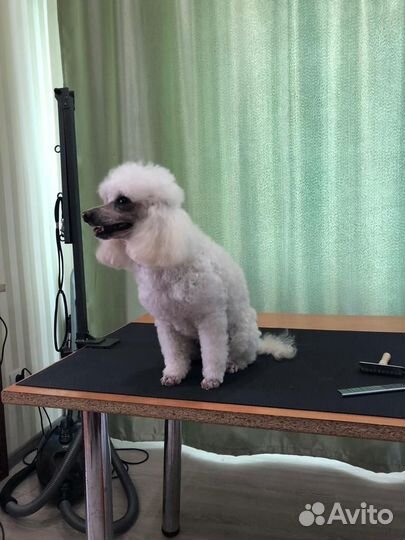 Грумер стрижка собак