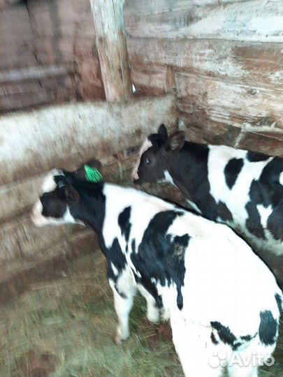 Телята бычки