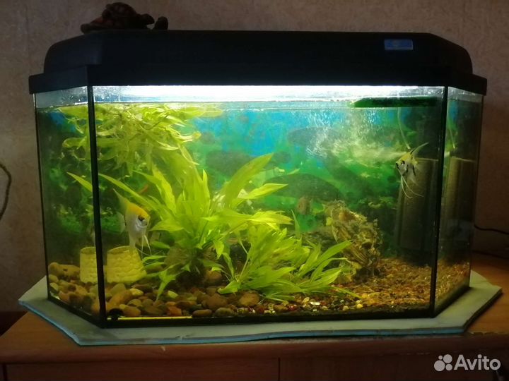 Аквариум 100л