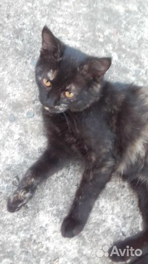 4 чудесные кошечки